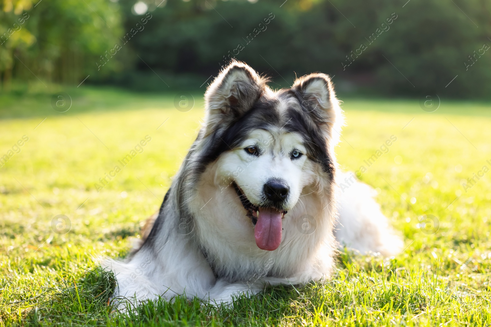 Adorable Alaskan malamute dog lying on green grass outdoors in morning Photo of Adorable Alaskan malamute dog lying on green grass outdoors in morning