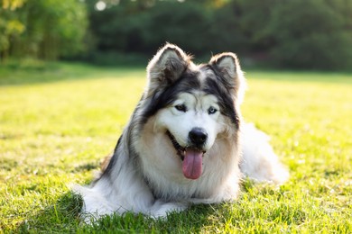 Photo of Adorable Alaskan malamute dog lying on green grass outdoors in morning