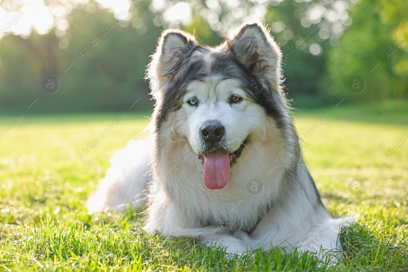Adorable Alaskan malamute dog lying on green grass outdoors in morning Photo of Adorable Alaskan malamute dog lying on green grass outdoors in morning