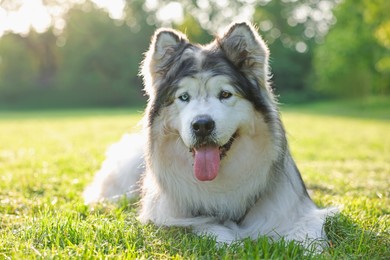 Photo of Adorable Alaskan malamute dog lying on green grass outdoors in morning