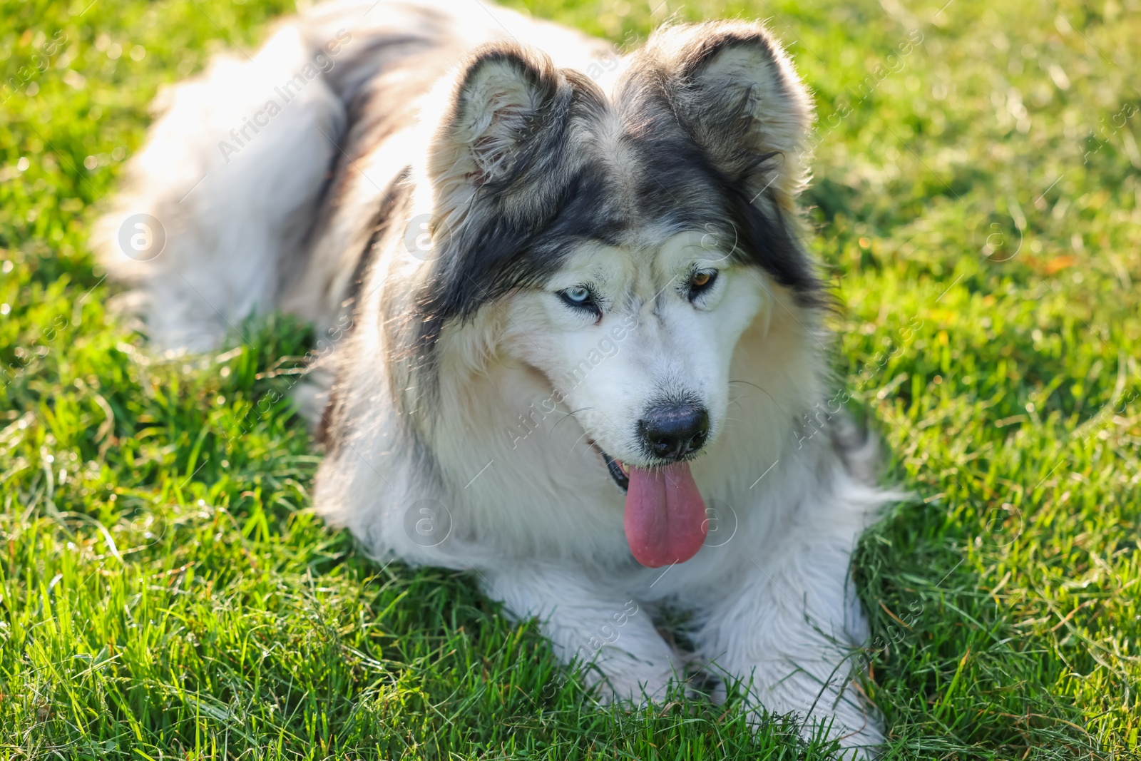 Adorable Alaskan malamute dog lying on green grass outdoors in morning Photo of Adorable Alaskan malamute dog lying on green grass outdoors in morning