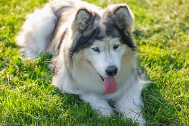 Photo of Adorable Alaskan malamute dog lying on green grass outdoors in morning