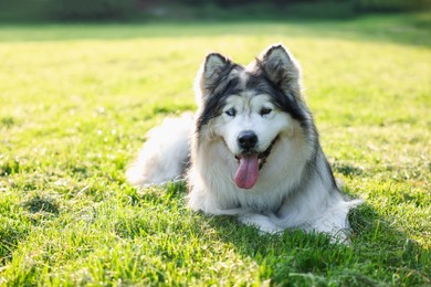Photo of Adorable Alaskan malamute dog lying on green grass outdoors in morning