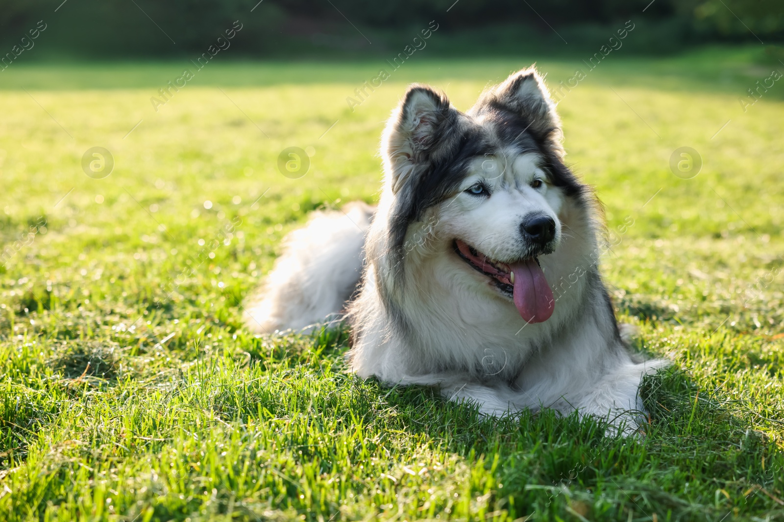 Adorable Alaskan malamute dog lying on green grass outdoors in morning Photo of Adorable Alaskan malamute dog lying on green grass outdoors in morning