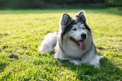 Photo of Adorable Alaskan malamute dog lying on green grass outdoors in morning