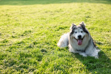 Photo of Adorable Alaskan malamute dog lying on green grass outdoors in morning. Space for text