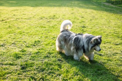 Photo of Adorable Alaskan malamute dog walking on green grass outdoors in morning. Space for text