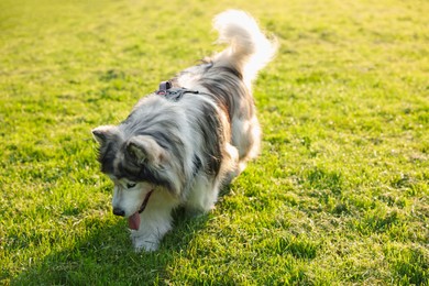 Photo of Adorable Alaskan malamute dog walking on green grass outdoors in morning