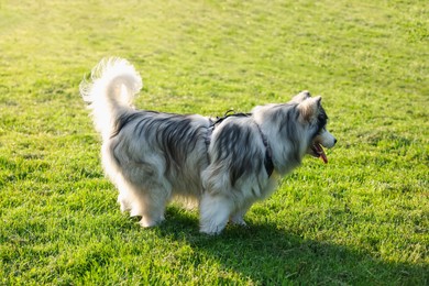 Photo of Adorable Alaskan malamute dog standing on green grass outdoors in morning