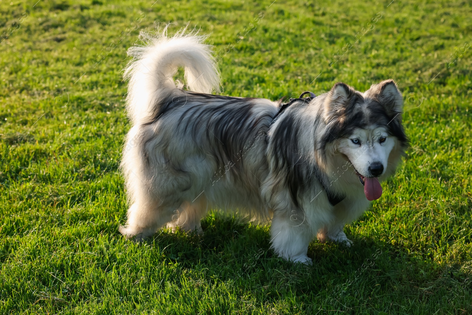 Adorable Alaskan malamute dog standing on green grass outdoors in morning Photo of Adorable Alaskan malamute dog standing on green grass outdoors in morning
