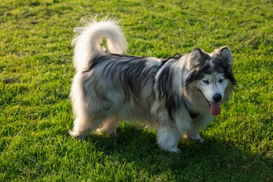 Photo of Adorable Alaskan malamute dog standing on green grass outdoors in morning