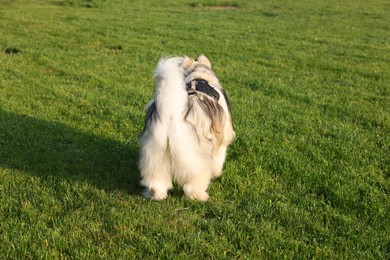 Photo of Adorable Alaskan malamute dog standing on green grass outdoors in morning