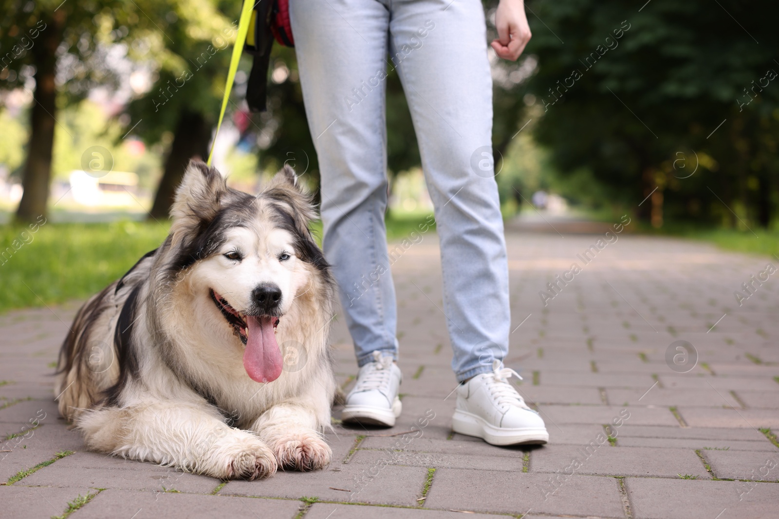 Woman with her cute Alaskan malamute dog in park, closeup Photo of Woman with her cute Alaskan malamute dog in park, closeup