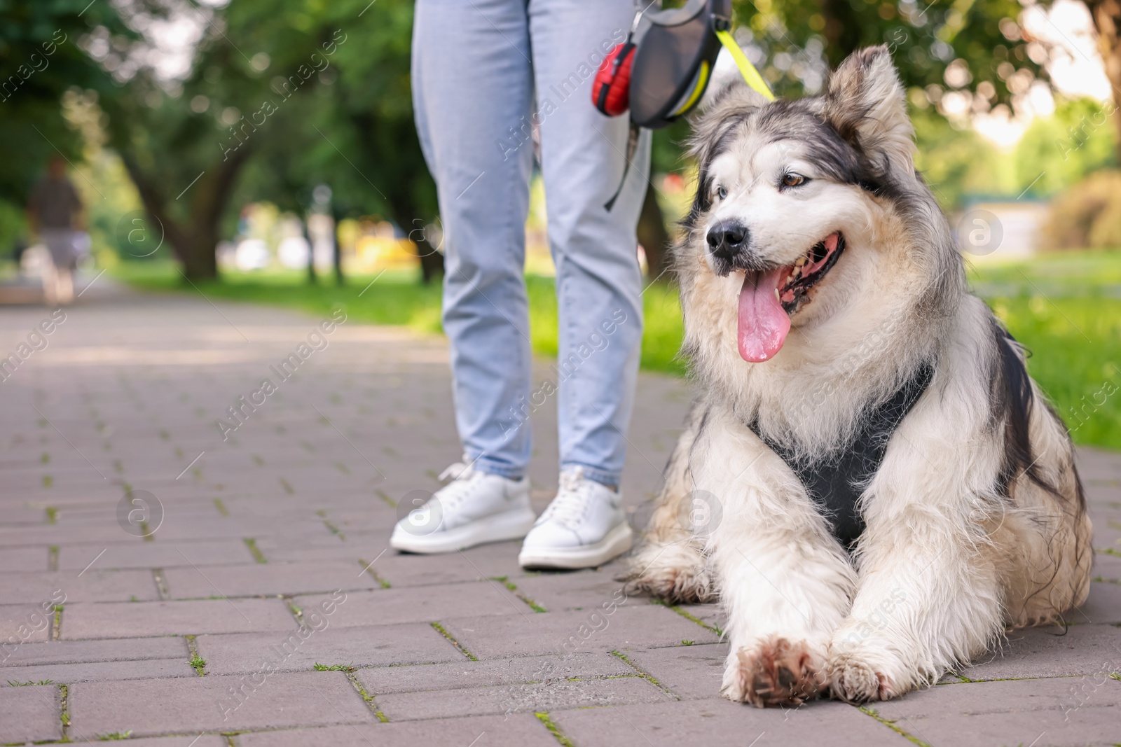 Woman with her cute Alaskan malamute dog in park, closeup. Space for text Photo of Woman with her cute Alaskan malamute dog in park, closeup. Space for text