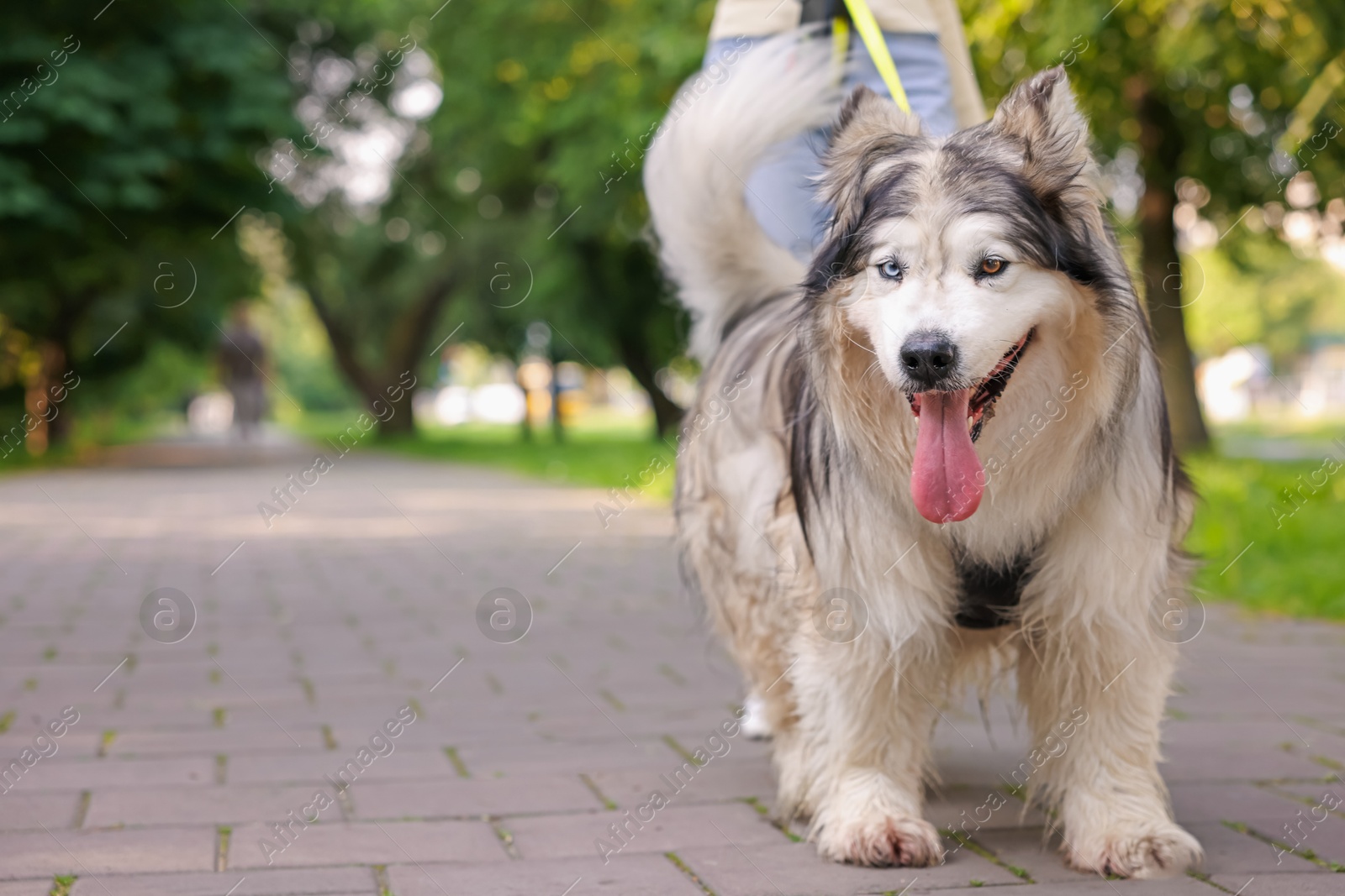 Woman with her cute Alaskan malamute dog in park, closeup. Space for text Photo of Woman with her cute Alaskan malamute dog in park, closeup. Space for text