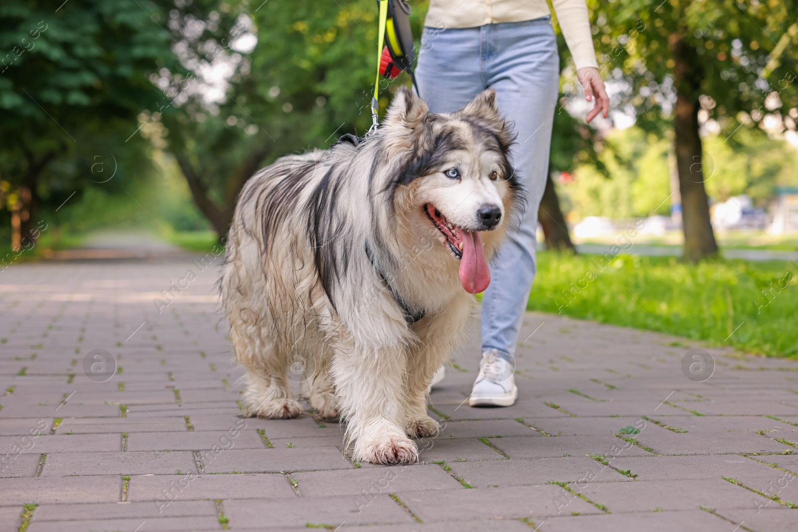 Woman with her cute Alaskan malamute dog in park, closeup Photo of Woman with her cute Alaskan malamute dog in park, closeup