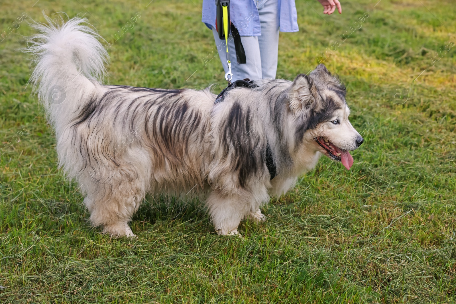 Woman walking with her cute Alaskan malamute dog on green grass outdoors, closeup Photo of Woman walking with her cute Alaskan malamute dog on green grass outdoors, closeup