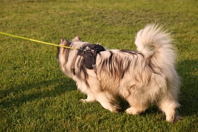 Photo of Cute Alaskan malamute dog walking on leash on green grass outdoors in morning