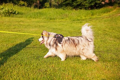 Photo of Cute Alaskan malamute dog walking on leash on green grass outdoors in morning