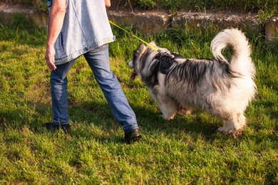 Photo of Man walking with his cute Alaskan malamute dog on green grass outdoors, closeup