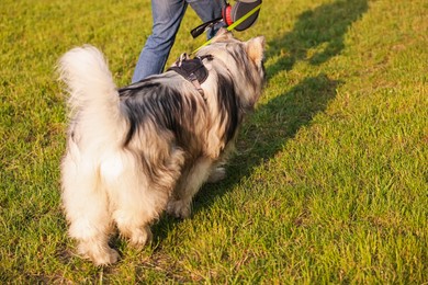 Photo of Man walking with his cute Alaskan malamute dog on green grass outdoors, closeup