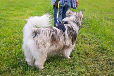 Photo of Man walking with his cute Alaskan malamute dog on green grass outdoors, closeup