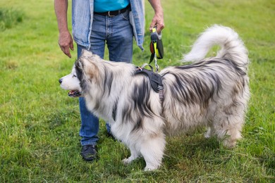 Photo of Man walking with his cute Alaskan malamute dog on green grass outdoors, closeup