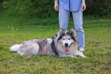 Photo of Woman with her cute Alaskan malamute dog on green grass outdoors, closeup