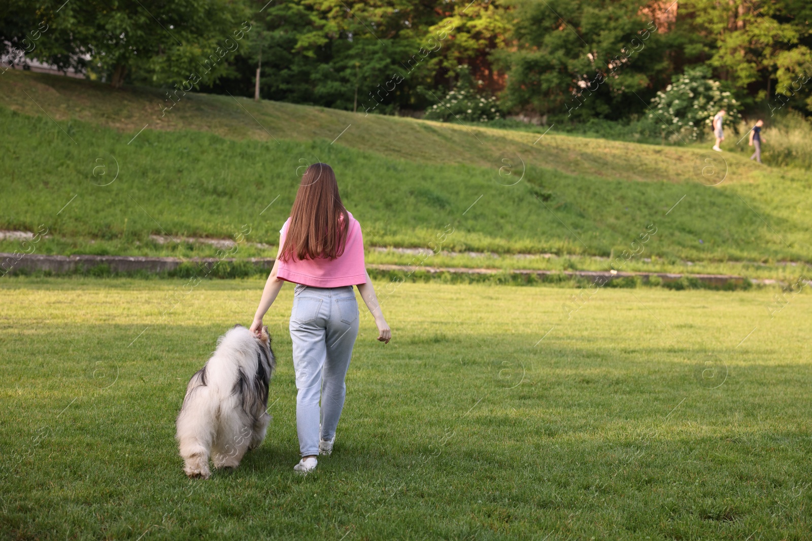 Woman walking with her cute Alaskan malamute dog on green grass outdoors, back view. Space for text Photo of Woman walking with her cute Alaskan malamute dog on green grass outdoors, back view. Space for text