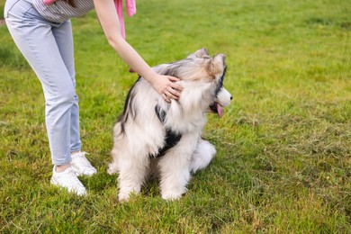 Photo of Woman with her cute Alaskan malamute dog on green grass outdoors, closeup