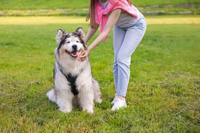 Photo of Woman with her cute Alaskan malamute dog on green grass outdoors, closeup