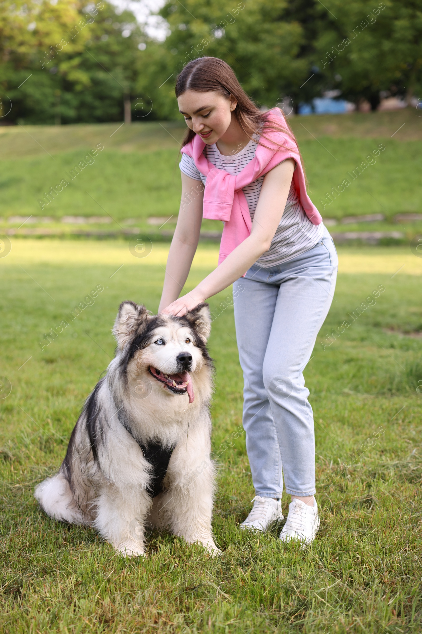 Woman with her cute Alaskan malamute dog on green grass outdoors Photo of Woman with her cute Alaskan malamute dog on green grass outdoors