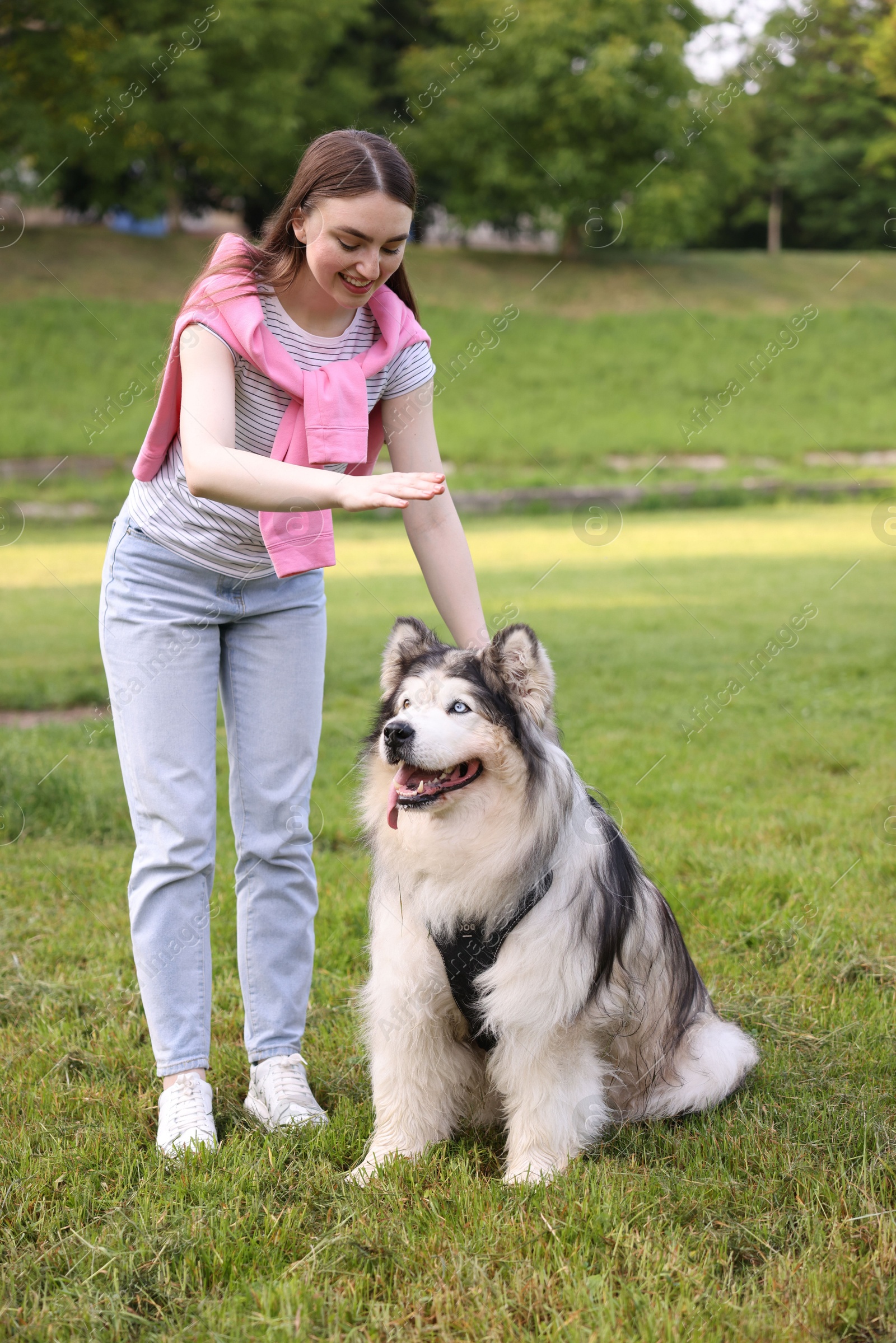 Smiling woman training her cute Alaskan malamute dog on green grass outdoors Photo of Smiling woman training her cute Alaskan malamute dog on green grass outdoors