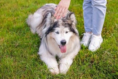 Photo of Woman stroking her cute Alaskan malamute dog on green grass outdoors, closeup