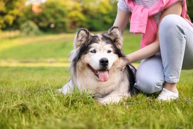 Photo of Woman with her cute Alaskan malamute dog on green grass outdoors in morning, closeup