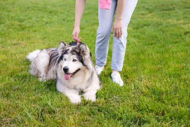 Photo of Woman with her cute Alaskan malamute dog on green grass outdoors, closeup