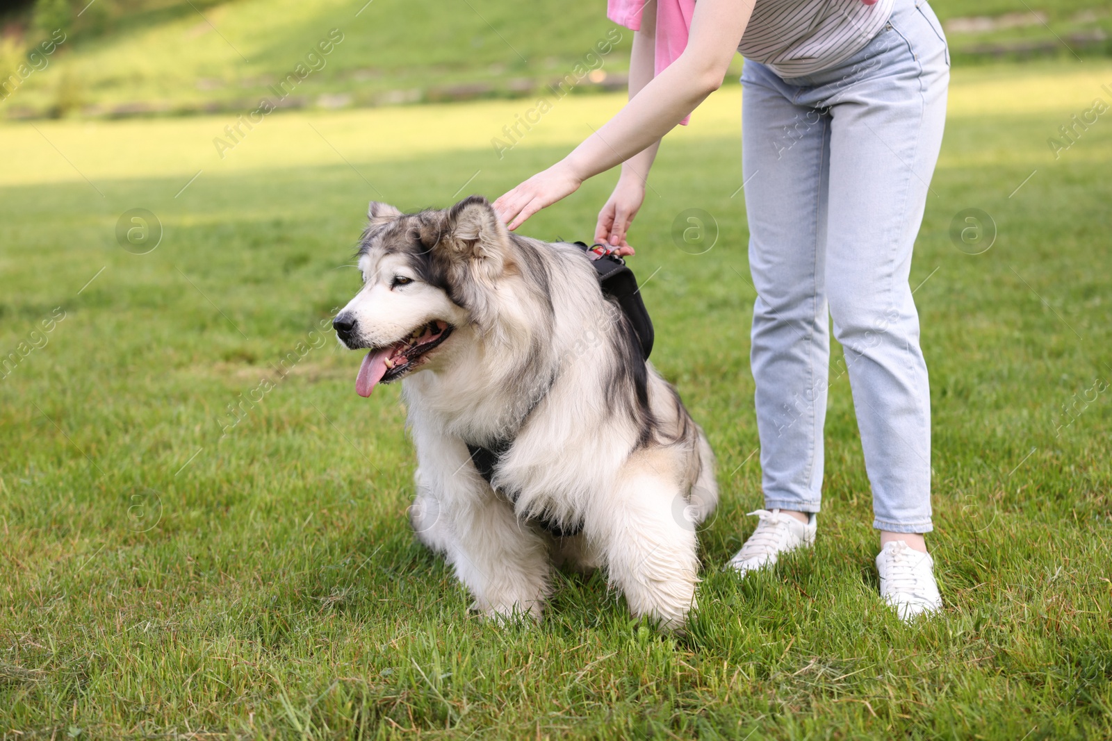 Woman with her cute Alaskan malamute dog on green grass outdoors, closeup Photo of Woman with her cute Alaskan malamute dog on green grass outdoors, closeup