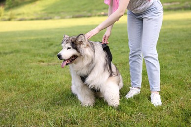 Photo of Woman with her cute Alaskan malamute dog on green grass outdoors, closeup