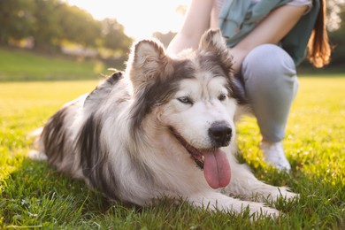 Photo of Cute Alaskan malamute dog and owner on green grass outdoors in morning, closeup