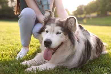 Photo of Cute Alaskan malamute dog and owner on green grass outdoors in morning, closeup