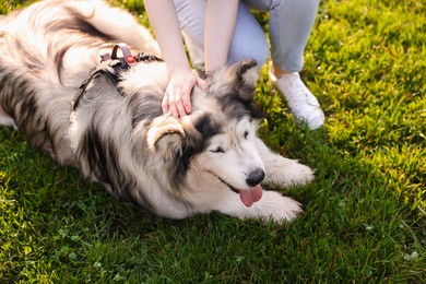 Photo of Woman with her cute Alaskan malamute dog on green grass outdoors in morning, closeup