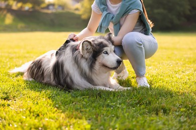Photo of Woman with her cute Alaskan malamute dog on green grass outdoors in morning, closeup