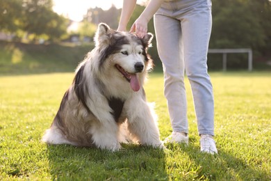Photo of Woman stroking her cute Alaskan malamute dog on green grass outdoors in morning, closeup
