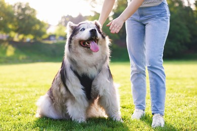 Photo of Woman with her cute Alaskan malamute dog on green grass outdoors in morning, closeup
