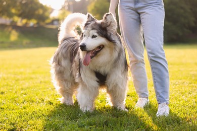 Photo of Woman with her cute Alaskan malamute dog on green grass outdoors in morning, closeup