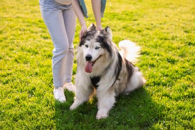 Photo of Woman with her cute Alaskan malamute dog on green grass outdoors in morning, closeup