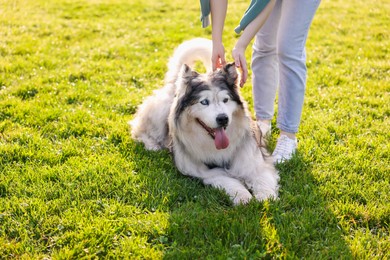 Photo of Woman with her cute Alaskan malamute dog on green grass outdoors in morning, closeup