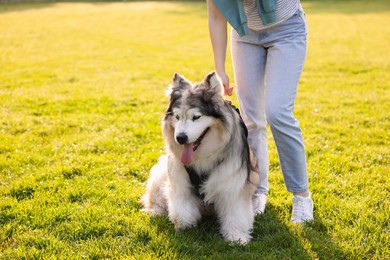 Photo of Woman with her cute Alaskan malamute dog on green grass outdoors in morning, closeup. Space for text
