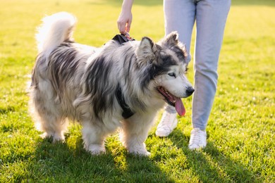 Photo of Woman with her cute Alaskan malamute dog on green grass outdoors in morning, closeup