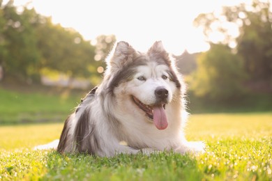 Photo of Cute Alaskan malamute dog lying on green grass outdoors in morning, low angle view
